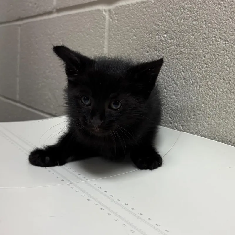 A baby small-sized male Black Domestic Short Hair cat named Luke for adoption in Bristol, IN