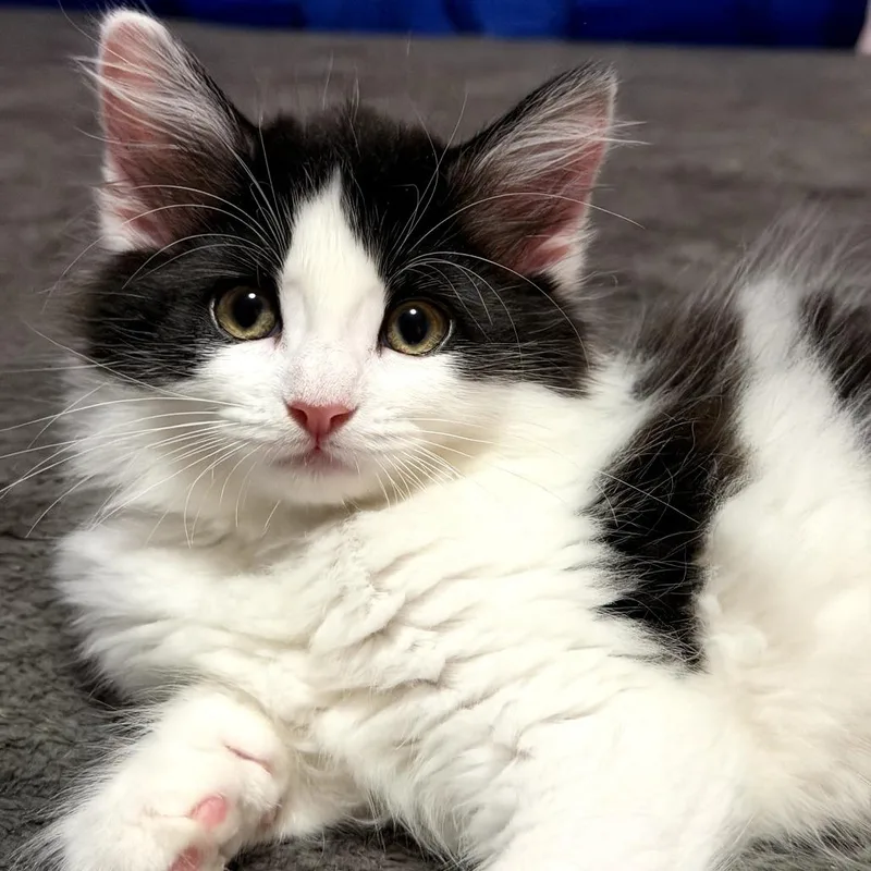 A baby small-sized female Black Domestic Medium Hair cat named Itty Bitty for adoption in Long Beach, CA