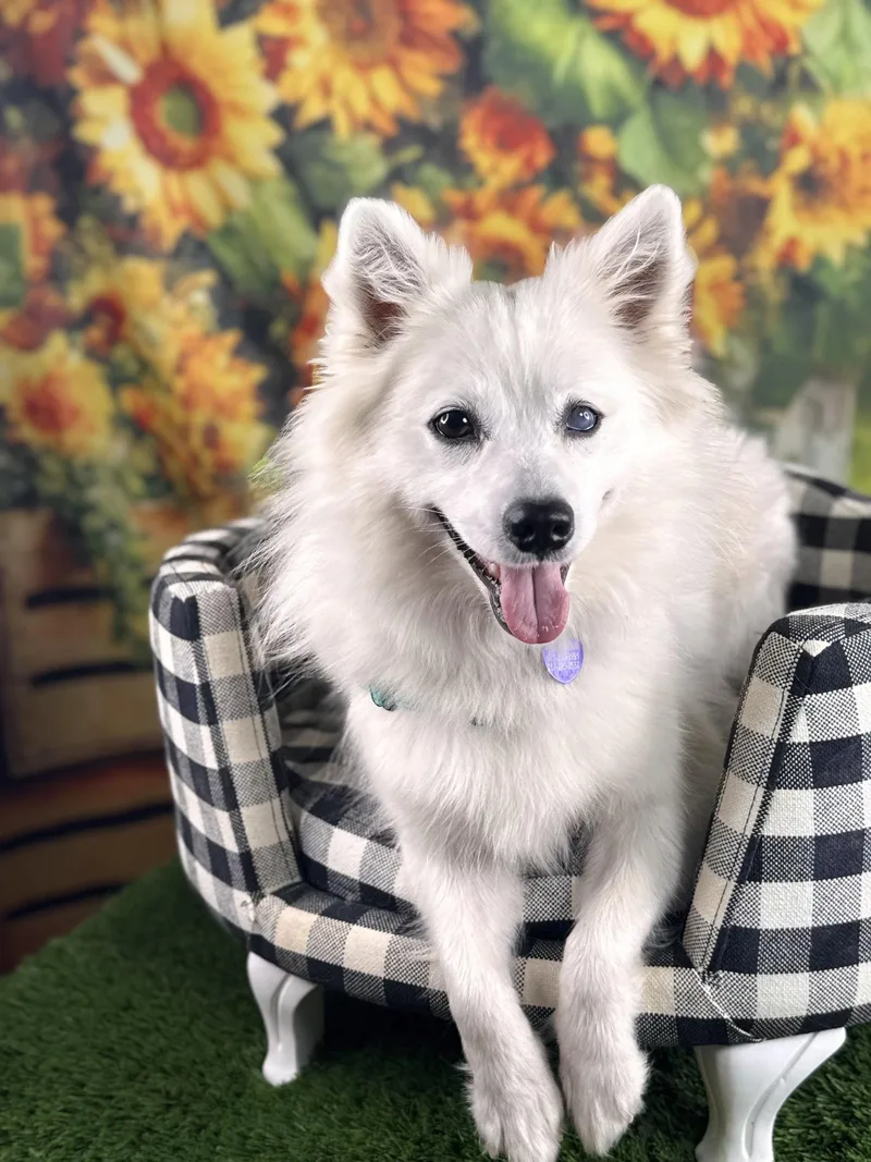An adult small-sized female American Eskimo Dog dog named Dahlia for adoption in Garland, TX