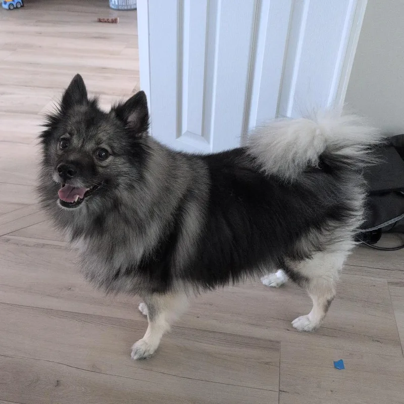A senior medium-sized female Yellow / Tan / Blond / Fawn Keeshond dog named Juno for adoption in Jupiter, FL