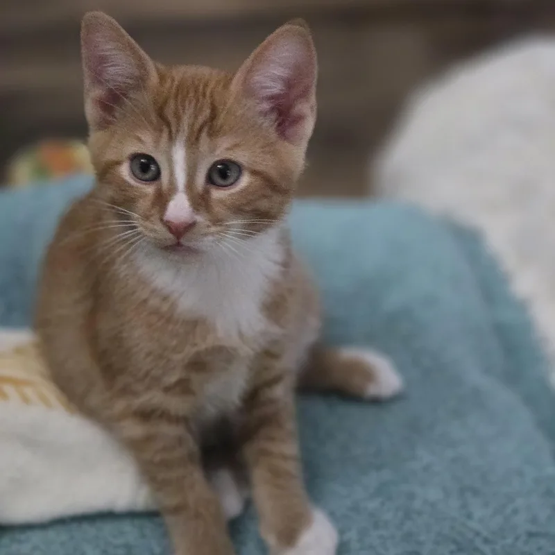 A baby medium-sized male Orange & White Domestic Short Hair cat named Kadin for adoption in Grove City, OH
