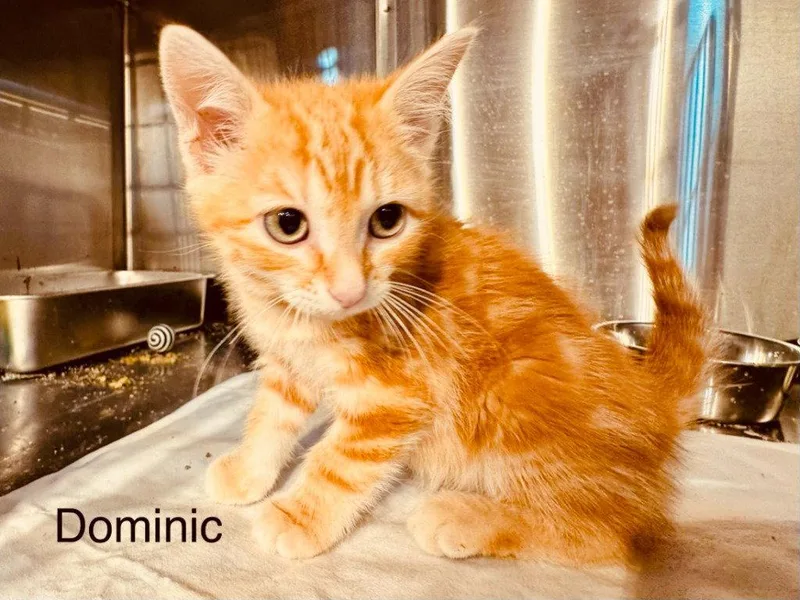 Dominic
