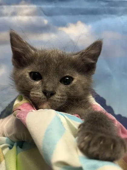 A baby small-sized female Domestic Short Hair cat named Alocasia for adoption in San Antonio, TX