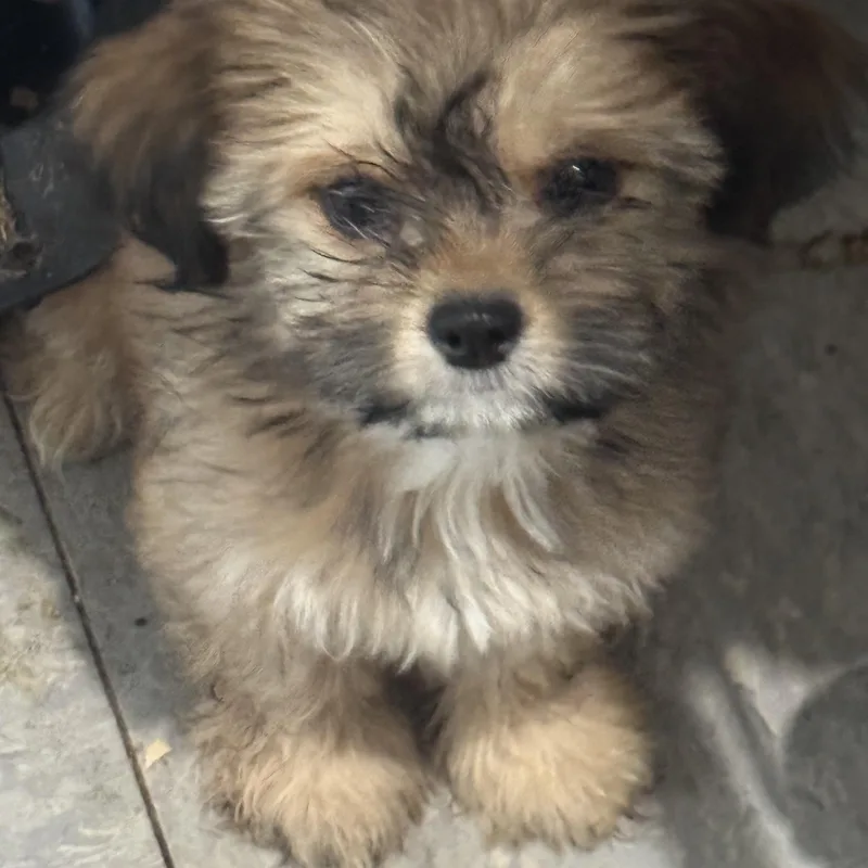 A baby small-sized female Bicolor Shih Tzu dog named Jade for adoption in Hallsville, MO