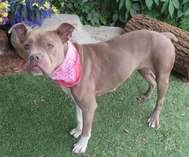 A young medium-sized female Pit Bull Terrier dog named Rosey for adoption in Oklahoma City, OK
