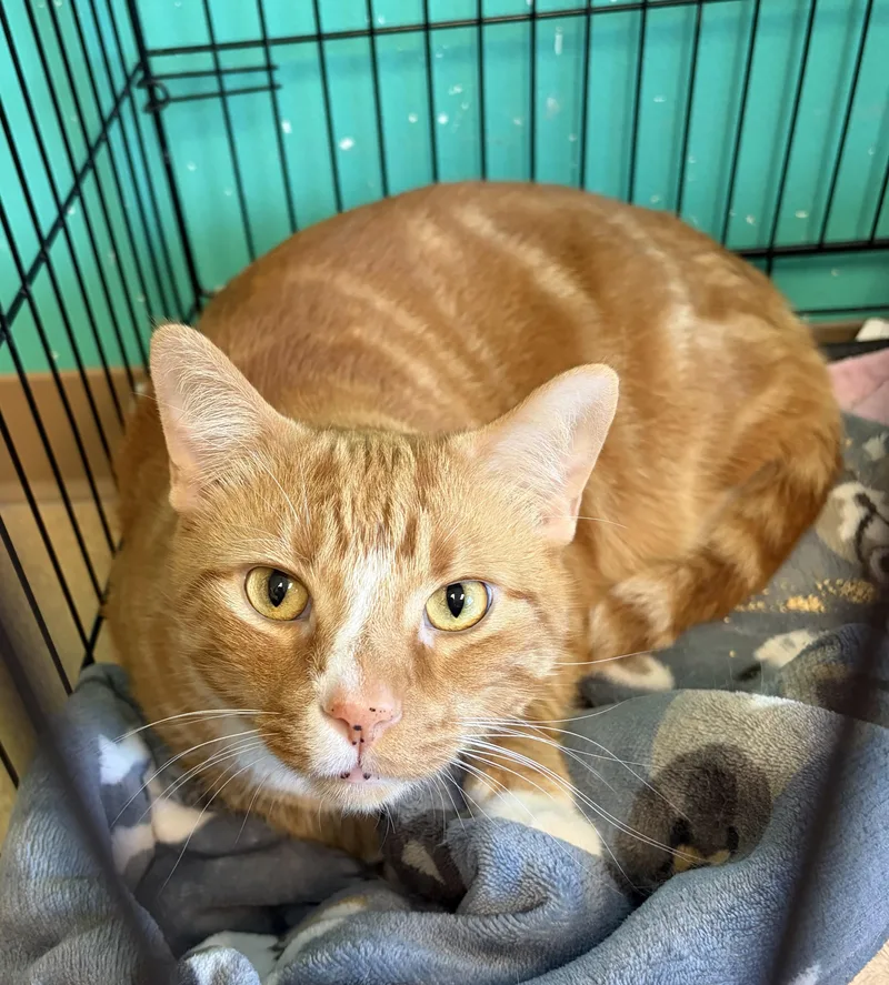 An adult extra large-sized male Orange & White Domestic Short Hair cat named Wonton for adoption in Brookings, SD