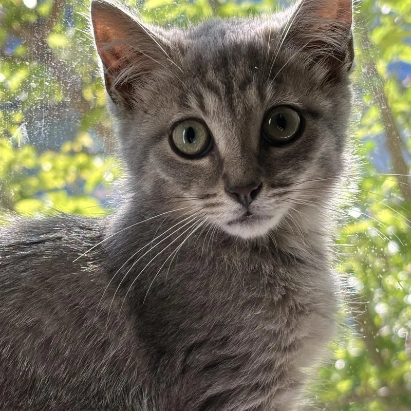 A baby small-sized female Gray / Blue / Silver Domestic Short Hair cat named Luna for adoption in Pleasanton, CA