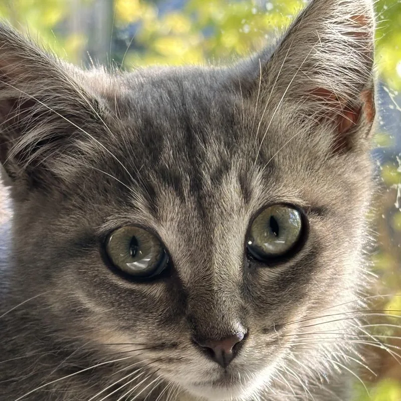 Luna thumbnail 2