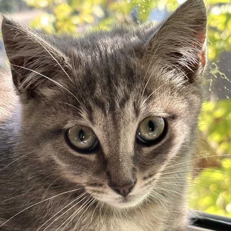 Luna thumbnail 4