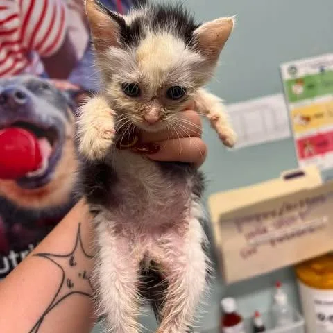 A baby small-sized male White Domestic Short Hair cat named Bazooka Joe for adoption in Edwardsville, IL