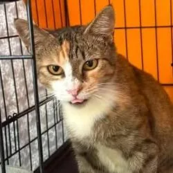 A young small-sized female Calico Domestic Short Hair cat named Cheese for adoption in Washington, DC