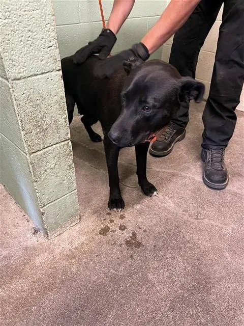 A young large-sized female Pit Bull Terrier dog named Becky for adoption in Sacramento, CA
