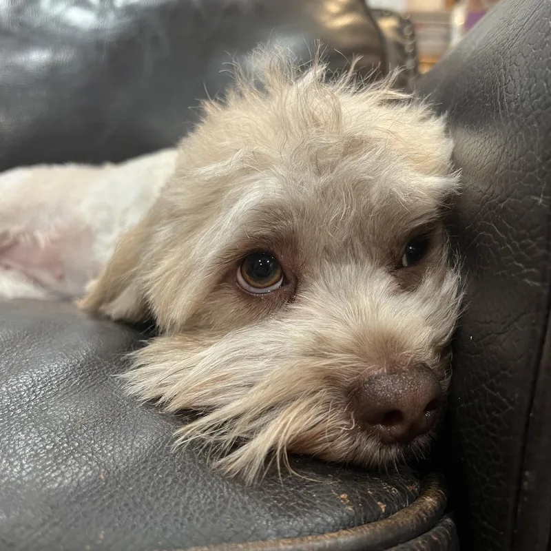 An adult small-sized female Yellow / Tan / Blond / Fawn Miniature Poodle dog named Molly for adoption in Phoenix, AZ