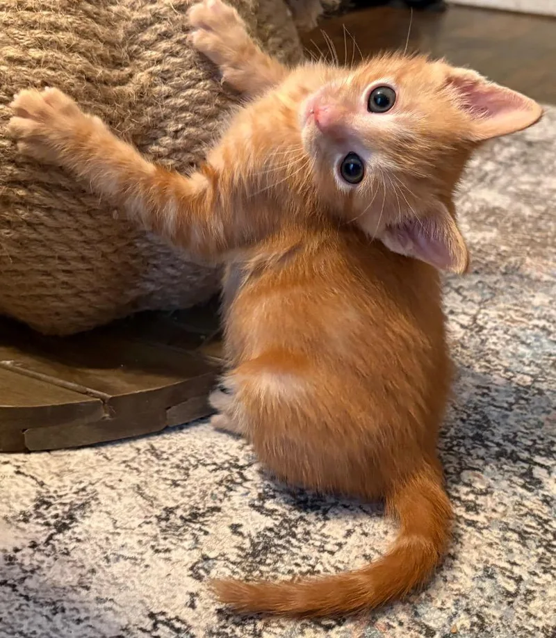 A baby small-sized male Domestic Short Hair cat named Mario for adoption in Lewisville, TX