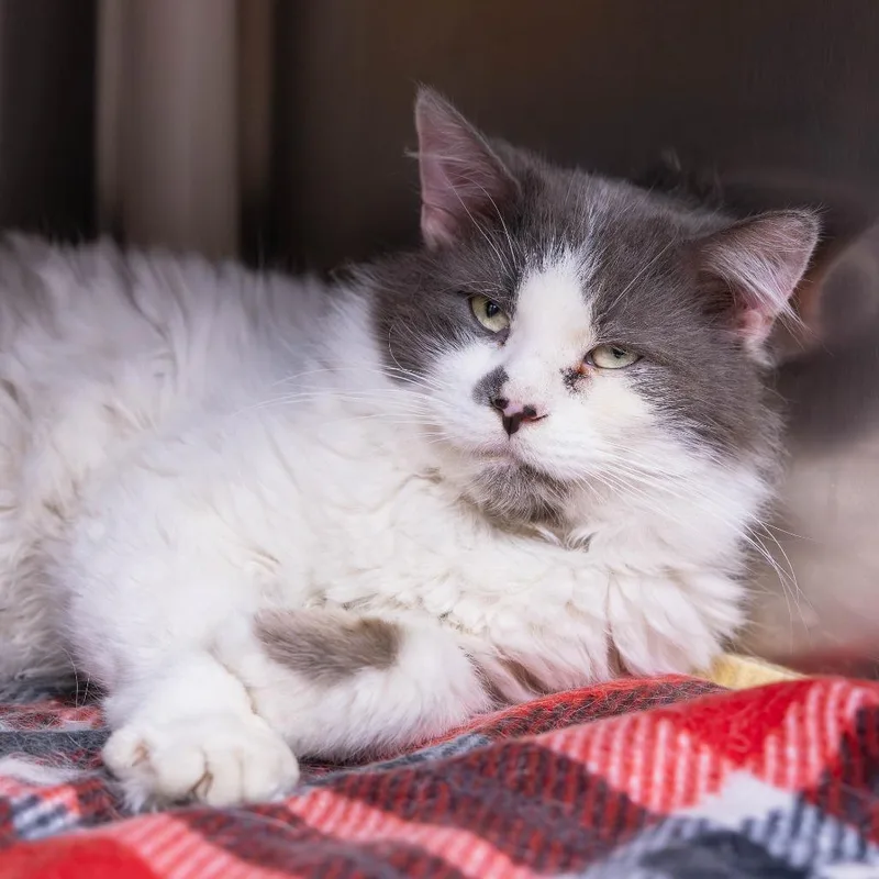 An adult medium-sized male Gray / Blue / Silver Domestic Medium Hair cat named Plank for adoption in Mentor, OH