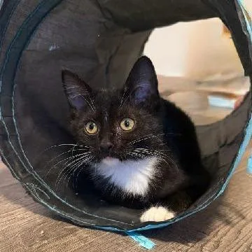 A baby small-sized female Black Domestic Short Hair cat named Princess for adoption in Carmel, IN