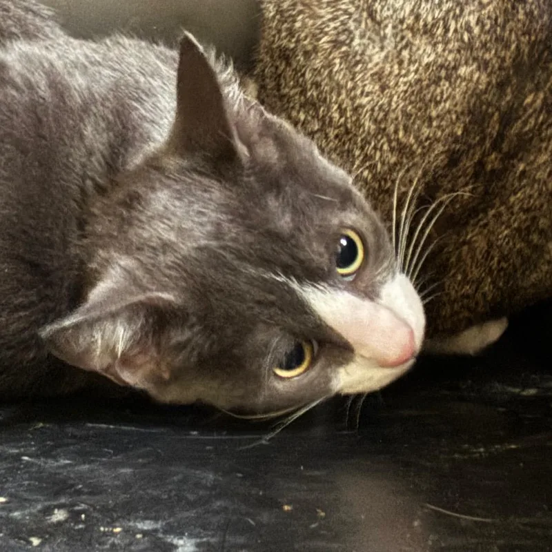 A baby medium-sized male Domestic Short Hair cat named Nike for adoption in Hattiesburg, MS