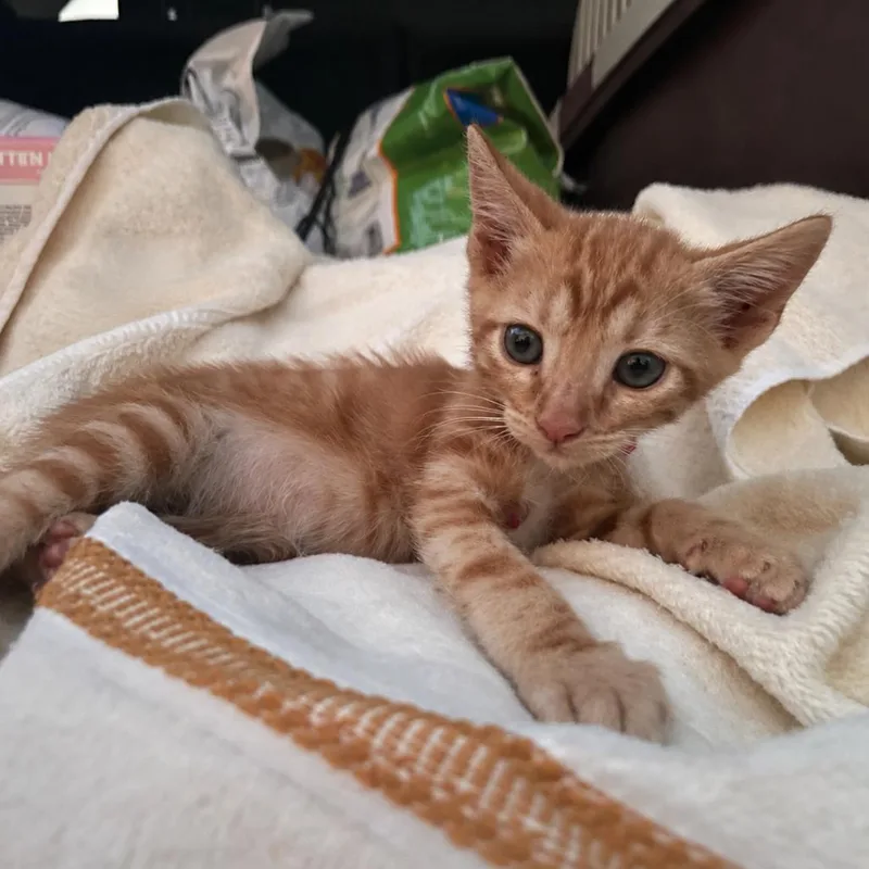A baby small-sized male Orange / Red Domestic Short Hair cat named Charley for adoption in Tucson, AZ