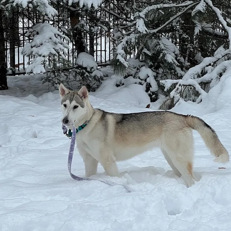 A young large-sized female Gray / Blue / Silver Husky dog named Tundra for adoption in Skokie, IL