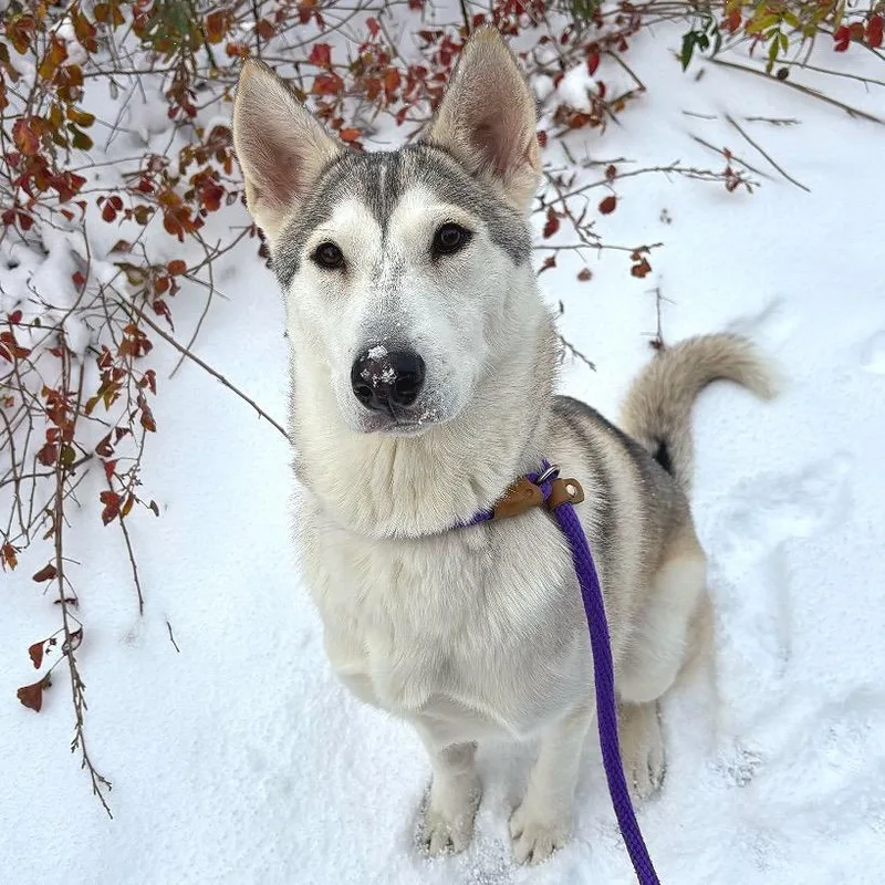 Tundra thumbnail 2