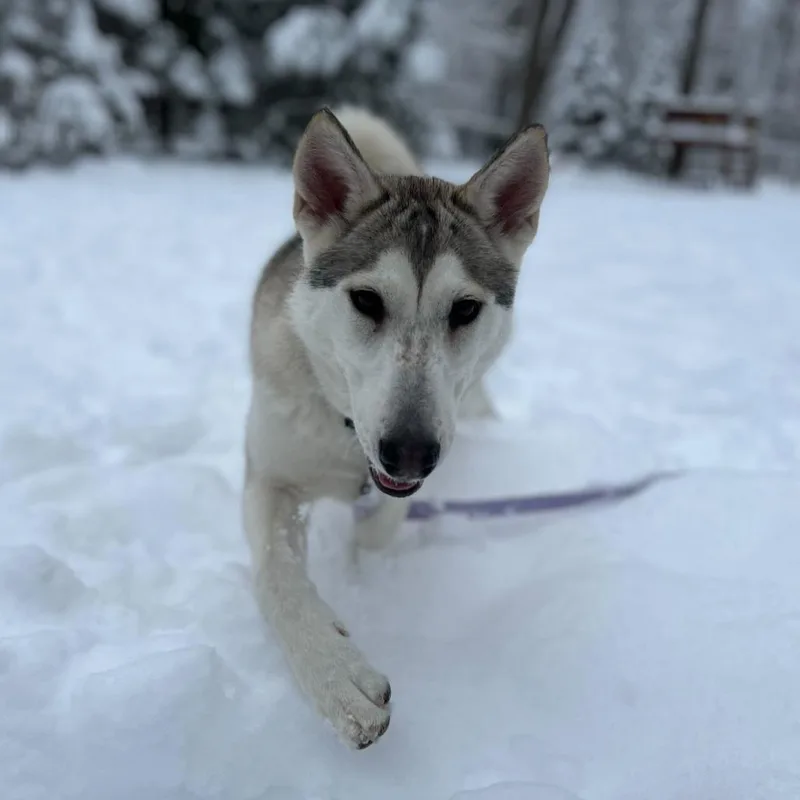 Tundra thumbnail 6