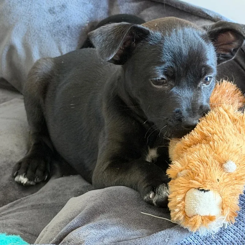 A baby medium-sized female Black French Bulldog dog named Poppy Blossom for adoption in Fort Lauderdale, FL