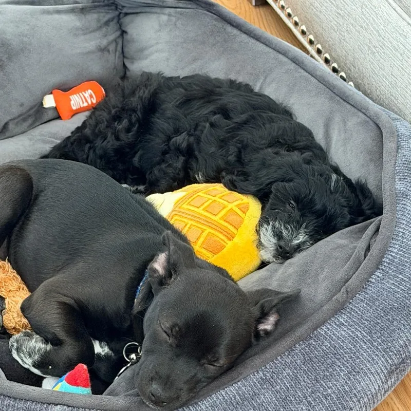 Poppy Blossom thumbnail 2