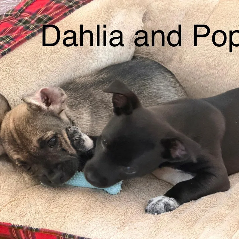 Poppy Blossom thumbnail 3