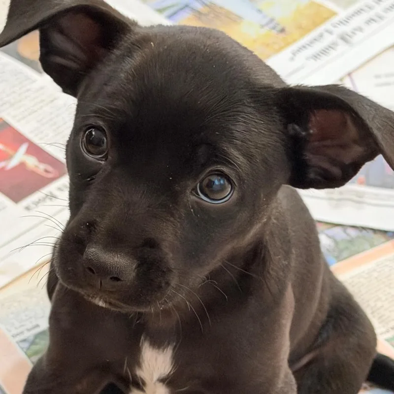 Poppy Blossom thumbnail 4