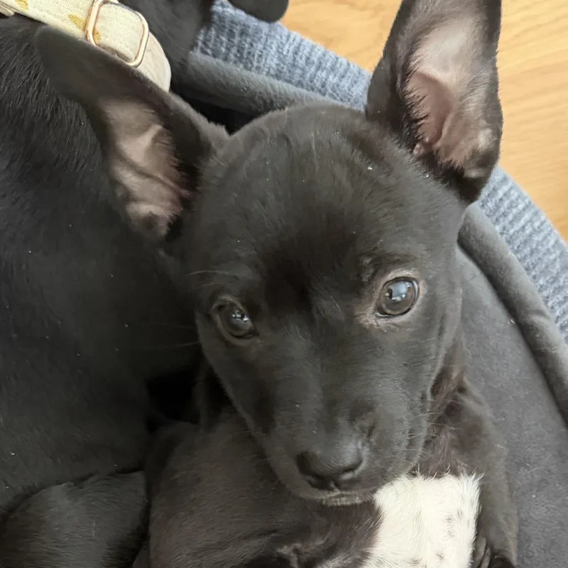 Poppy Blossom thumbnail 5