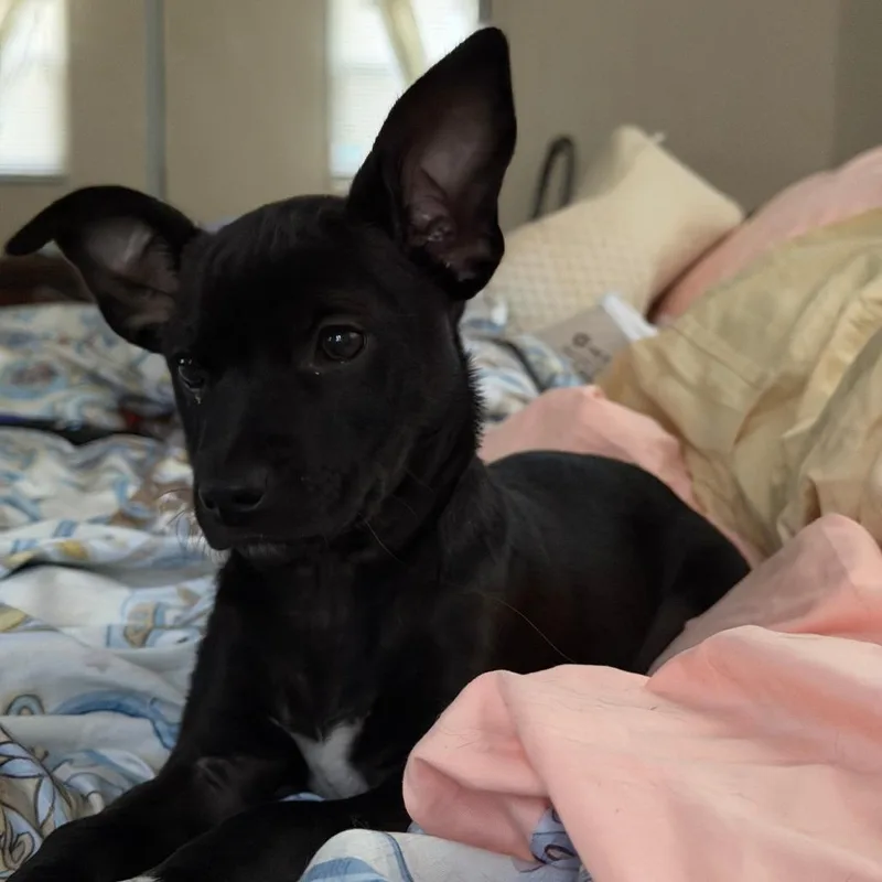 Poppy Blossom thumbnail 6