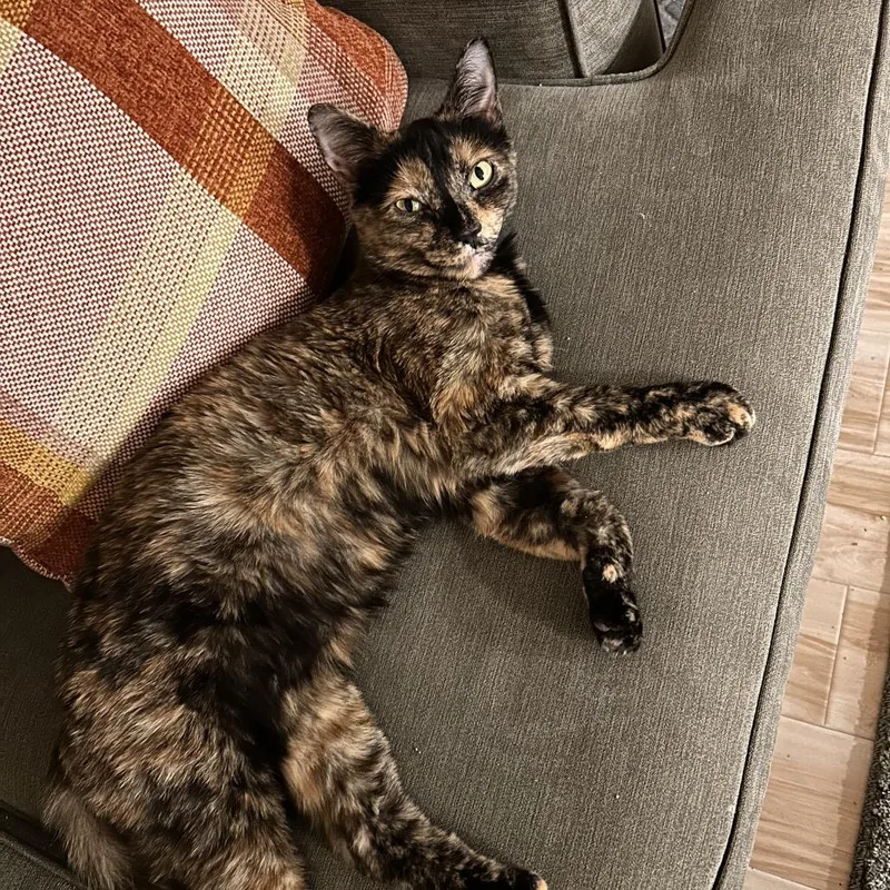 Cinderella thumbnail 2