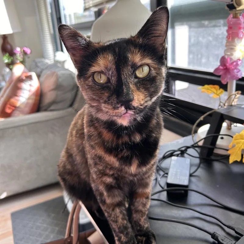 Cinderella thumbnail 3