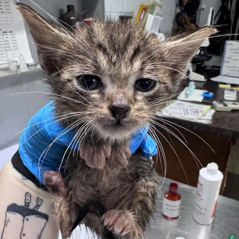 A baby small-sized female Brown / Chocolate Domestic Short Hair cat named Sprite for adoption in Summerville, SC