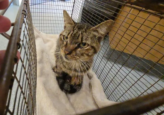 A senior medium-sized male Domestic Short Hair cat named Hama for adoption in Tustin, CA