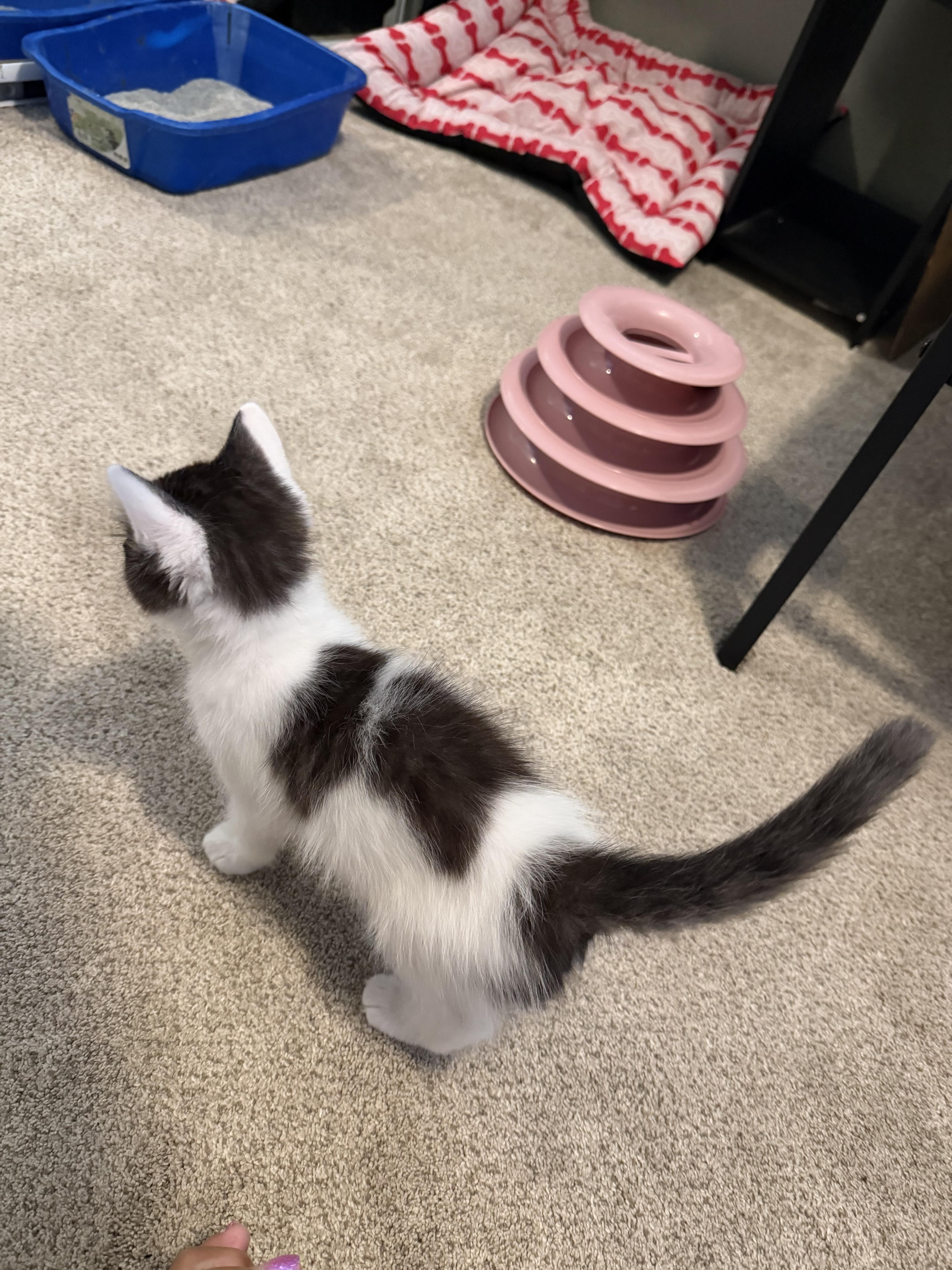 A baby small-sized male Domestic Medium Hair cat named Easton for adoption in Dixon, CA
