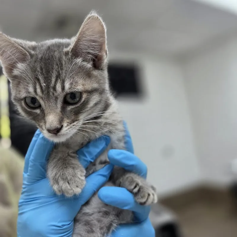 A baby small-sized male Gray / Blue / Silver Domestic Short Hair cat named Neon for adoption in Incline Village, NV
