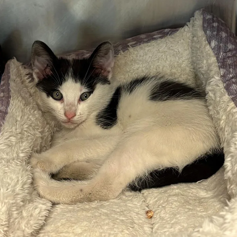 A baby small-sized male White Domestic Short Hair cat named Oliver for adoption in Chehalis, WA