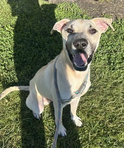 A young small-sized male Pit Bull Terrier dog named Earf for adoption in Dayton, OH