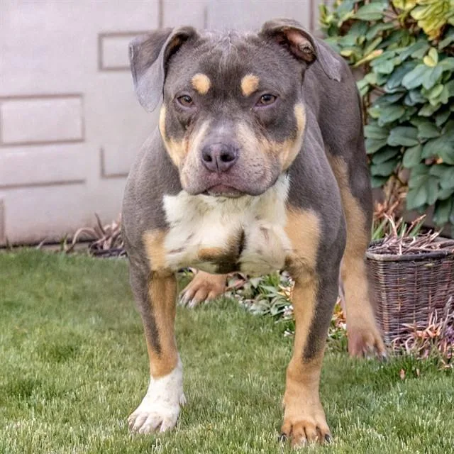 A young medium-sized female Pit Bull Terrier dog named Kiwi for adoption in St. Louis, MO