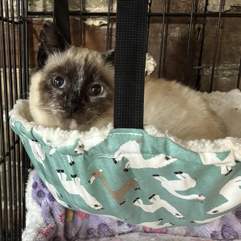 A baby medium-sized female Seal Point Domestic Short Hair cat named Bookmark for adoption in Fair Haven, VT