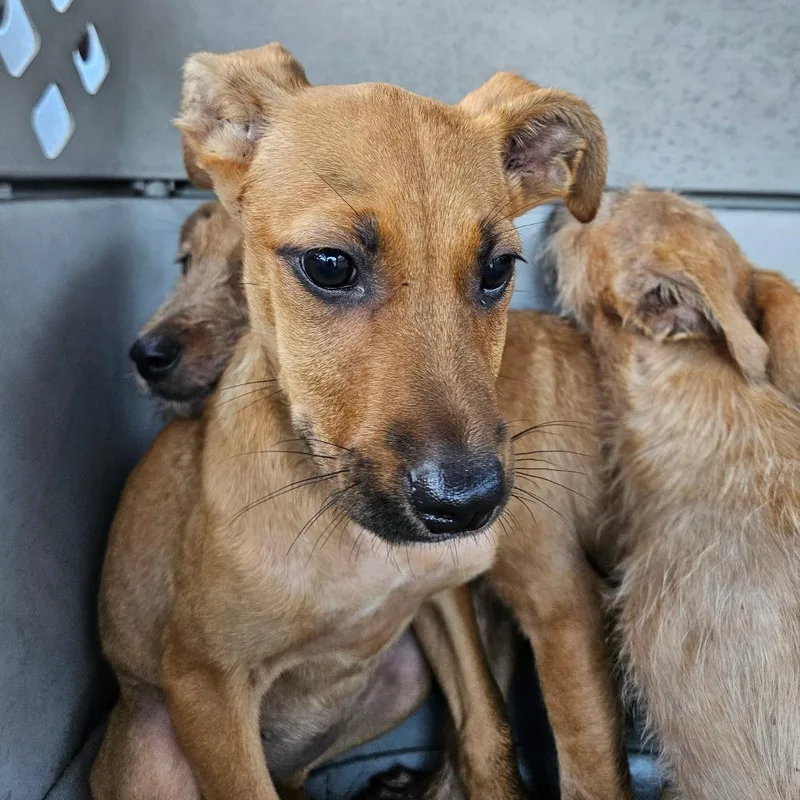 A baby small-sized female Brown / Chocolate Mixed Breed dog named Lucky for adoption in Lake Jackson, TX