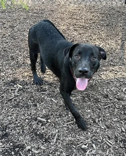 An adult large-sized male Mixed Breed dog named Vardo for adoption in Chamblee, GA