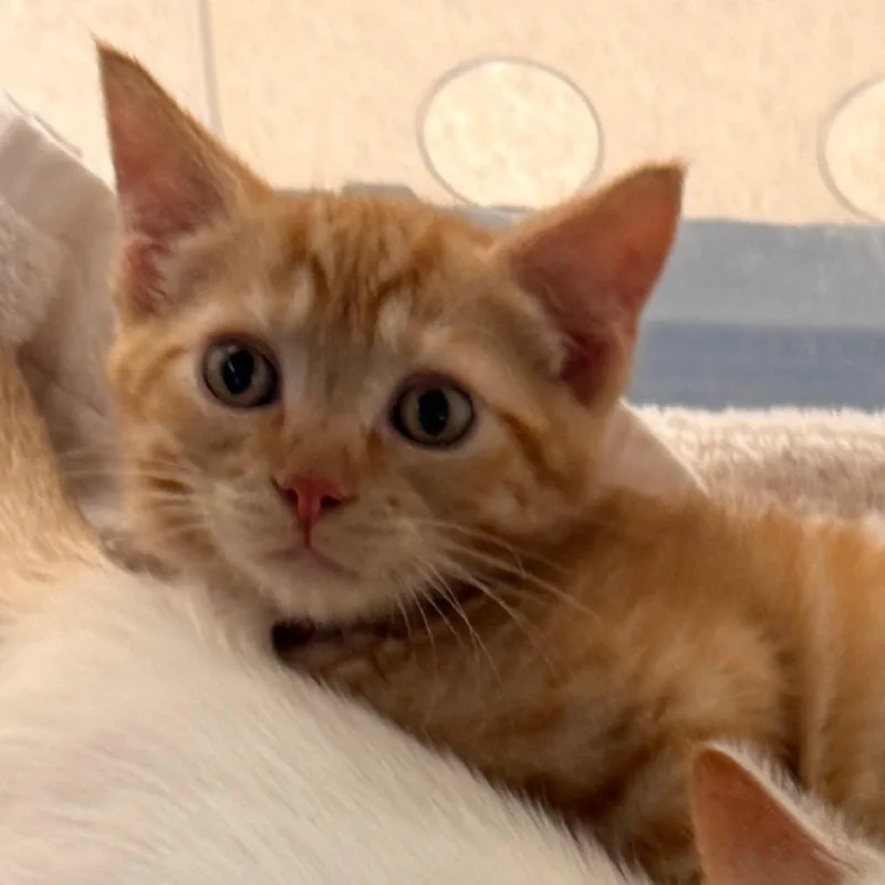 A baby small-sized female Orange / Red Domestic Short Hair cat named Trixie for adoption in Evansville, IN