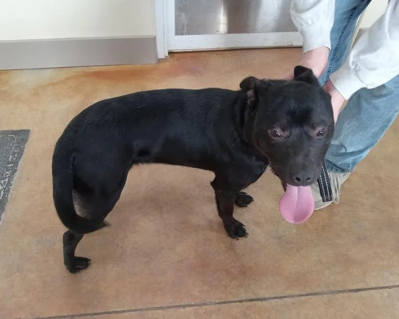 A young medium-sized male Pit Bull Terrier dog named Callahan for adoption in Austin, MN