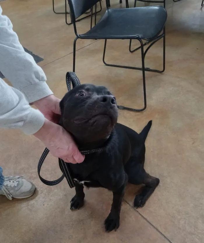 Callahan thumbnail 2