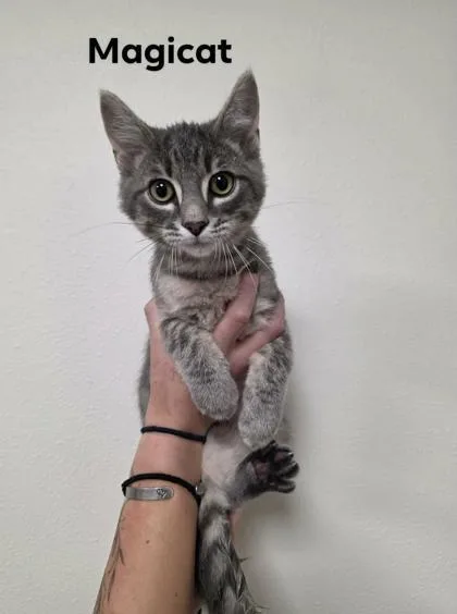 A baby medium-sized male Domestic Short Hair cat named MagiCat for adoption in Aberdeen, SD