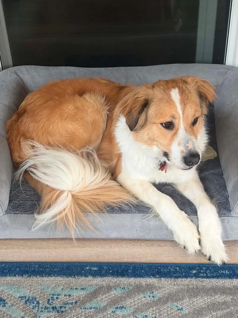 A baby large-sized male Great Pyrenees dog named Cheerios for adoption in Nashville, TN
