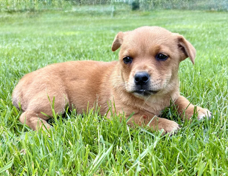 Penny
