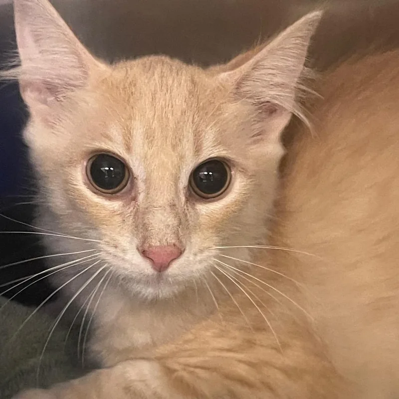 A baby small-sized male Buff / Tan / Fawn Domestic Short Hair cat named Bedbug for adoption in Lake Panasoffkee, FL